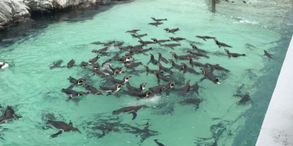 葛西臨海水族園ペンギン