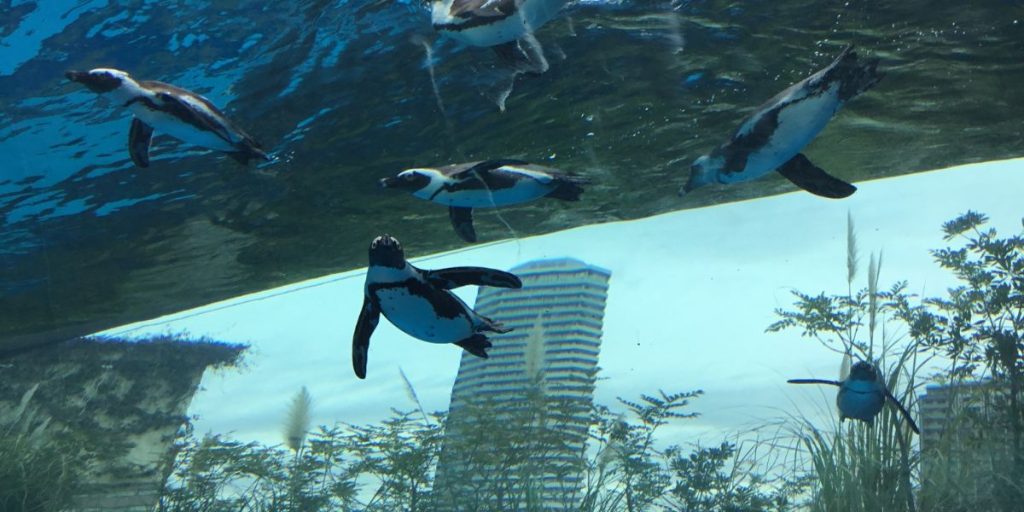 サンシャイン水族館ペンギン