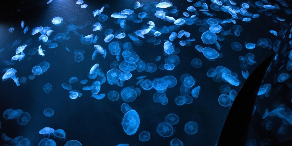 すみだ水族館のクラゲ